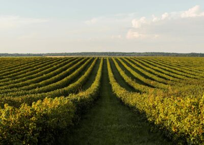 Fertilización en Viñedo